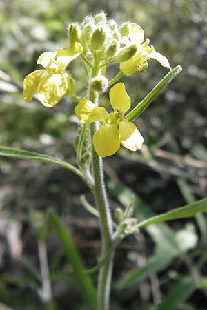 Erysimum graecum \ Griechischer Sch�terich / Greek Treacle Mustard, GR Peloponnes, Figalia 29.3.2013