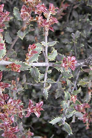 Quercus ithaburensis subsp. macrolepis \ Wallonen-Eiche / Valonian Oak, GR Dodoni 14.5.2008