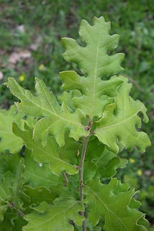 Quercus pubescens \ Flaum-Eiche / White Oak, GR Zagoria, Mikro Papingko 17.5.2008
