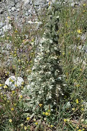 Echium italicum \ Italienischer Natternkopf / Italian Bugloss, GR Peloponnes, Saitas 22.5.2024