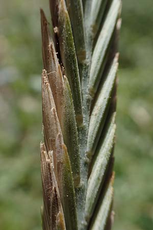 Elymus athericus \ Strand-Quecke / Tick Quackgrass, GR Euboea (Evia), Neos Pirgos 27.8.2017