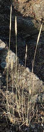 Elymus athericus \ Strand-Quecke / Tick Quackgrass, GR Euboea (Evia), Neos Pirgos 25.8.2017