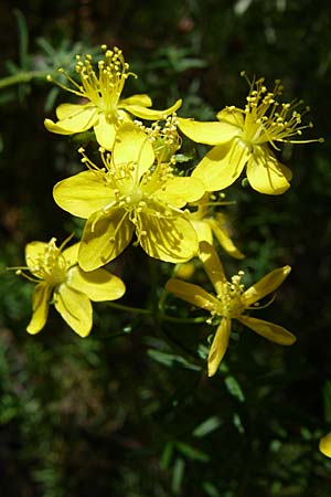 Hypericum empetrifolium \ Kr&auml;henbeerenbl&auml;ttriges Johanniskraut / Crowberry-Leaved St. John's-Wort, GR Hymettos 20.5.2008