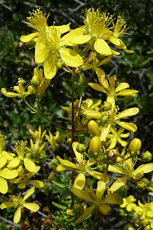 Hypericum empetrifolium \ Kr&auml;henbeerenbl&auml;ttriges Johanniskraut / Crowberry-Leaved St. John's-Wort, GR Hymettos 20.5.2008