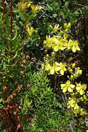 Hypericum empetrifolium \ Kr&auml;henbeerenbl&auml;ttriges Johanniskraut / Crowberry-Leaved St. John's-Wort, GR Hymettos 20.5.2008