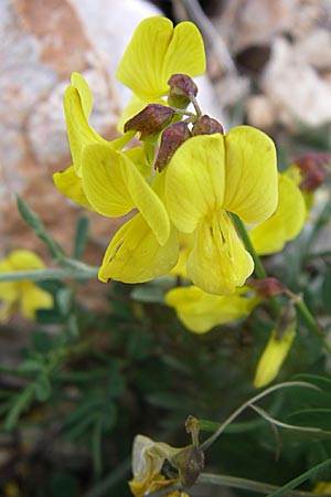 Hippocrepis emerus \ Strauchwicke / Scorpion Senna, GR Parnitha 22.5.2008