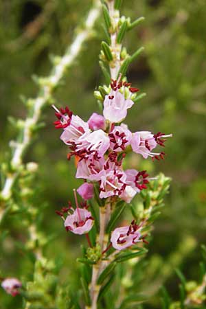 Erica manipuliflora \ Quirlbl&auml;ttrige Heide / Autumn-flowering Heath, GR Euboea (Evia), Agios Dimitrios 29.8.2014