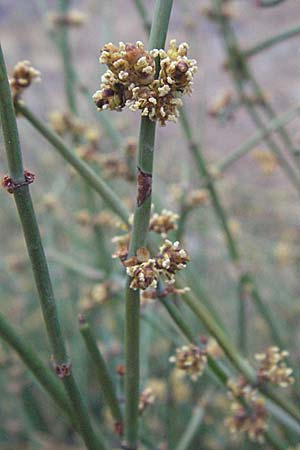 Ephedra distachya \ Gewhnliches Meertrubel / Joint Pine, GR Nauplia/Nafplion 3.9.2007