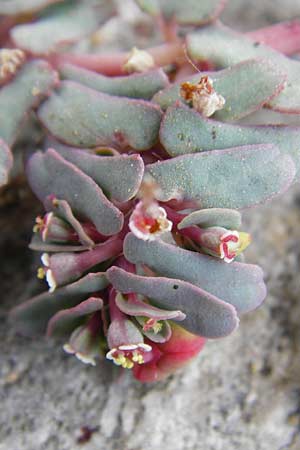 Chamaesyce peplis \ Sumpfquendel-Wolfsmilch / Purple Spurge, GR Euboea (Evia), Kalianou 29.8.2014