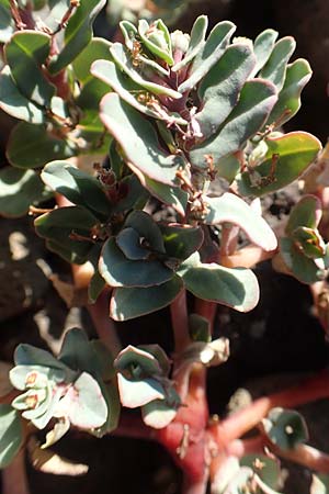 Chamaesyce peplis \ Sumpfquendel-Wolfsmilch / Purple Spurge, GR Euboea (Evia), Kavos 26.8.2017