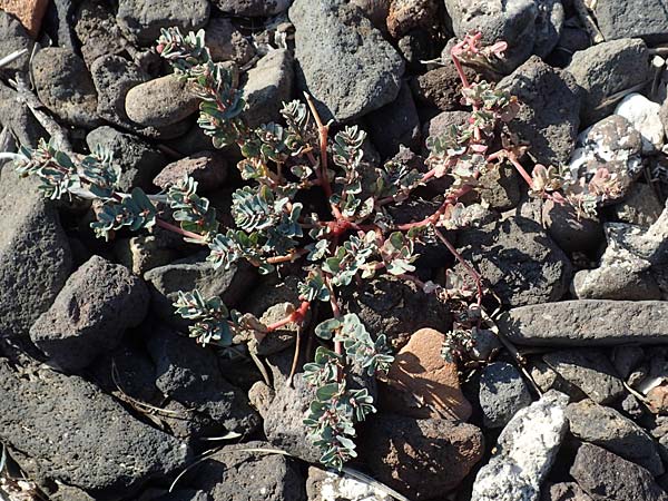 Chamaesyce peplis \ Sumpfquendel-Wolfsmilch / Purple Spurge, GR Euboea (Evia), Kavos 26.8.2017