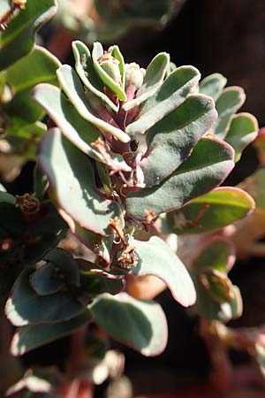 Chamaesyce peplis \ Sumpfquendel-Wolfsmilch / Purple Spurge, GR Euboea (Evia), Kavos 26.8.2017