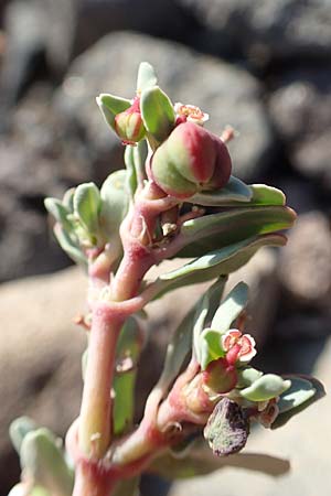 Chamaesyce peplis \ Sumpfquendel-Wolfsmilch / Purple Spurge, GR Euboea (Evia), Kavos 26.8.2017