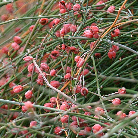 Ephedra foeminea \ Stinkendes Meertrubel, Krummstiel-Meertrubel / Leafless Joint Pine, GR Akrokorinth 3.10.2014 (Photo: Gisela Nikolopoulou)