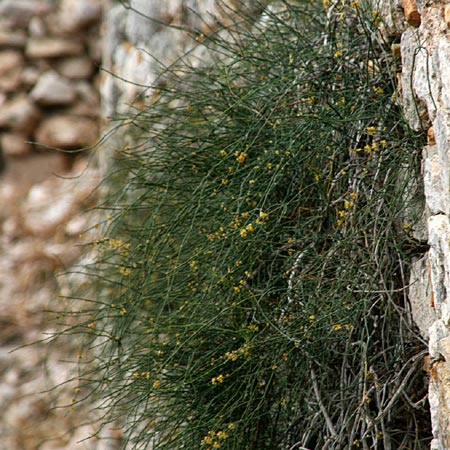 Ephedra foeminea \ Stinkendes Meertrubel, Krummstiel-Meertrubel / Leafless Joint Pine, GR Akrokorinth 3.10.2014 (Photo: Gisela Nikolopoulou)