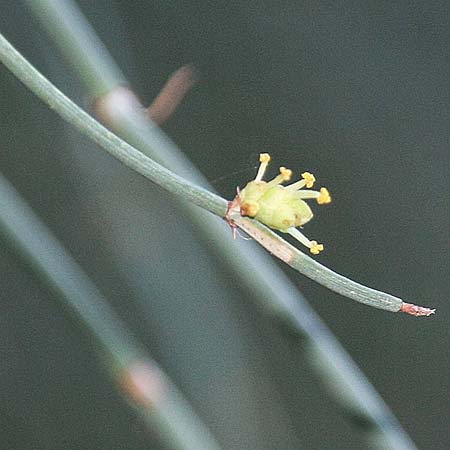 Ephedra foeminea \ Stinkendes Meertrubel, Krummstiel-Meertrubel / Leafless Joint Pine, GR Akrokorinth 21.10.2014 (Photo: Gisela Nikolopoulou)