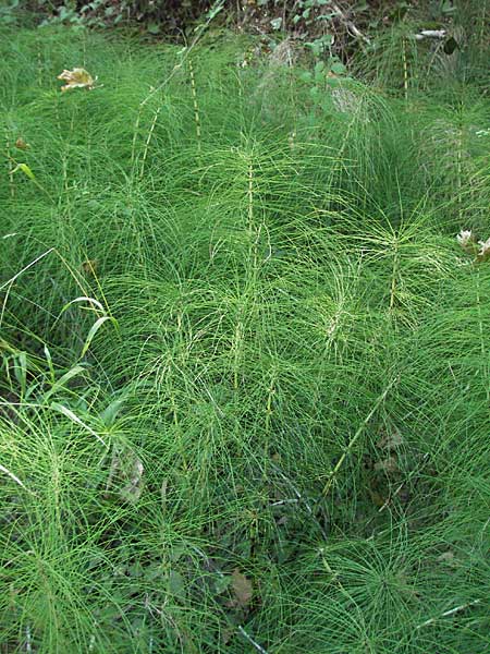 Equisetum telmateia \ Riesen-Schachtelhalm / Great Horsetail, GR Parga 24.8.2007