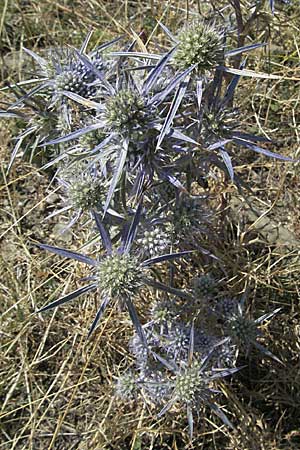 Eryngium amethystinum \ Stahlblaue Mannstreu / Italian Eryngo, GR Katara Pass 27.8.2007