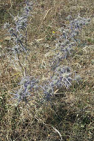 Eryngium amethystinum \ Stahlblaue Mannstreu / Italian Eryngo, GR Katara Pass 27.8.2007