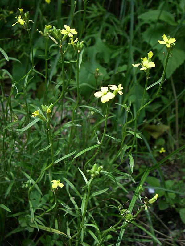 Erysimum microstylum \ Kleingriffeliger Sch�terich / Small-Style Treacle Mustard, GR Zagoria, Vikos - Schlucht / Gorge 15.5.2008