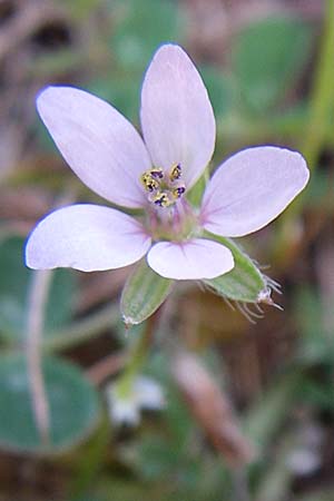 Erodium cicutarium \ Gewhnlicher Reiherschnabel / Common Crane's-Bill, Philary, GR Konitsa 16.5.2008