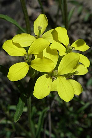 Erysimum microstylum \ Kleingriffeliger Sch�terich / Small-Style Treacle Mustard, GR Zagoria, Kipi 18.5.2008