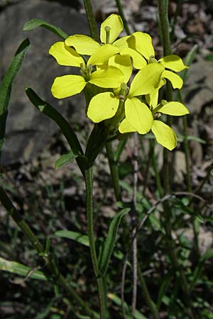 Erysimum microstylum \ Kleingriffeliger Sch�terich / Small-Style Treacle Mustard, GR Zagoria, Kipi 18.5.2008