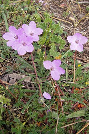 Erodium cicutarium \ Gewhnlicher Reiherschnabel / Common Crane's-Bill, Philary, GR Peloponnes, Strofylia-Wald bei Metochi-Kalogria / Peloponnese, Strofylia Forest near Metochi-Kalogria 27.3.2013