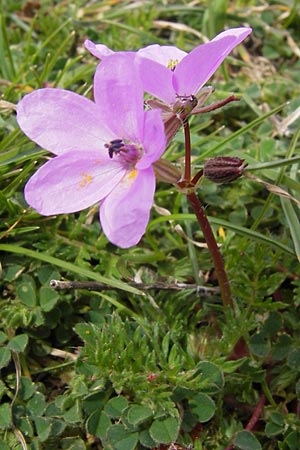 Erodium cicutarium \ Gewhnlicher Reiherschnabel / Common Crane's-Bill, Philary, GR Peloponnes, Apollon Tempel von Bassae / Peloponnese, Apollon Temple of Bassae 29.3.2013