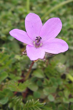 Erodium cicutarium \ Gewhnlicher Reiherschnabel / Common Crane's-Bill, Philary, GR Peloponnes, Apollon Tempel von Bassae / Peloponnese, Apollon Temple of Bassae 29.3.2013