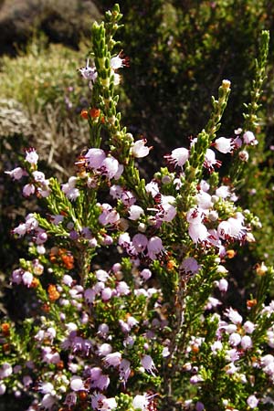 Erica manipuliflora \ Quirlbl&auml;ttrige Heide / Autumn-flowering Heath, GR Euboea (Evia), Karistos 28.8.2014