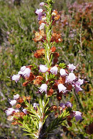 Erica manipuliflora \ Quirlbl&auml;ttrige Heide / Autumn-flowering Heath, GR Euboea (Evia), Karistos 28.8.2014