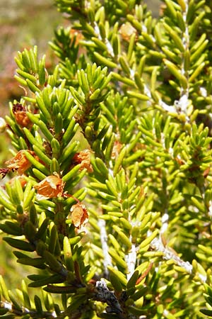 Erica manipuliflora \ Quirlbl&auml;ttrige Heide / Autumn-flowering Heath, GR Euboea (Evia), Karistos 28.8.2014