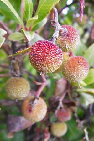 Arbutus unedo \ Westlicher Erdbeerbaum / Strawberry Tree, GR Euboea (Evia), Styra 31.8.2014