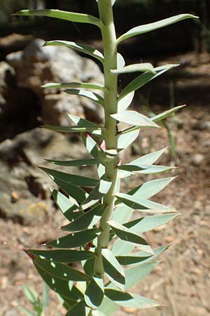 Euphorbia rigida \ Steife Wolfsmilch, Zweidr&uuml;sen-Wolfsmilch / Rigid Spurge, GR Athen, Mount Egaleo 10.4.2019