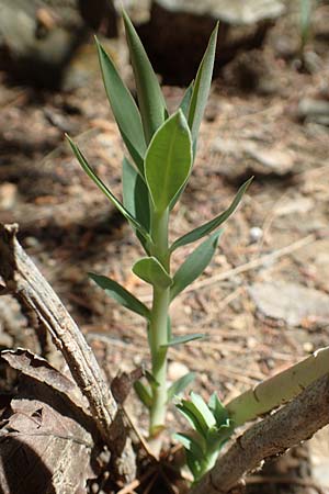 Euphorbia rigida \ Steife Wolfsmilch, Zweidr&uuml;sen-Wolfsmilch / Rigid Spurge, GR Athen, Mount Egaleo 10.4.2019