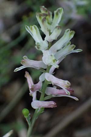 Fumaria macrocarpa \ Gro&szlig;fr&uuml;chtiger Erdrauch / Large-Fruited Fumitory, GR Athen Dafni 13.4.2024