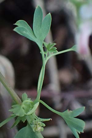 Fumaria macrocarpa \ Gro&szlig;fr&uuml;chtiger Erdrauch / Large-Fruited Fumitory, GR Athen Dafni 13.4.2024