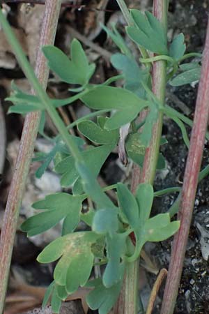 Fumaria macrocarpa \ Gro&szlig;fr&uuml;chtiger Erdrauch / Large-Fruited Fumitory, GR Athen Dafni 13.4.2024
