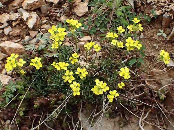 Erysimum cephalonicum \ Kefalonia-Sch�terich / Cephalonian Treacle Mustard, GR Peloponnes, Chelmos 18.5.2024
