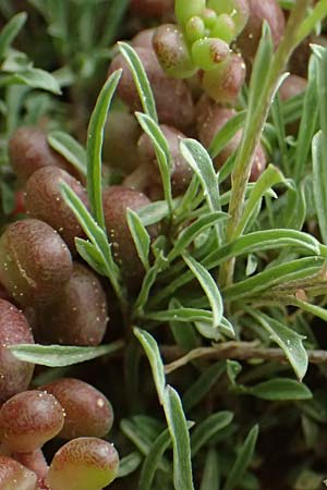 Erysimum cephalonicum \ Kefalonia-Sch�terich / Cephalonian Treacle Mustard, GR Peloponnes, Chelmos 18.5.2024