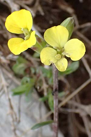 Erysimum cephalonicum \ Kefalonia-Sch�terich / Cephalonian Treacle Mustard, GR Peloponnes, Chelmos 18.5.2024