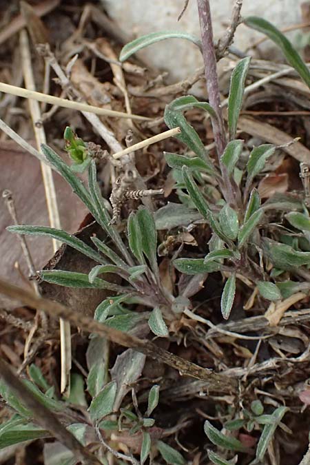 Erysimum cephalonicum \ Kefalonia-Sch�terich / Cephalonian Treacle Mustard, GR Peloponnes, Chelmos 18.5.2024
