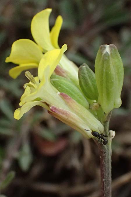 Erysimum cephalonicum \ Kefalonia-Sch�terich / Cephalonian Treacle Mustard, GR Peloponnes, Chelmos 18.5.2024