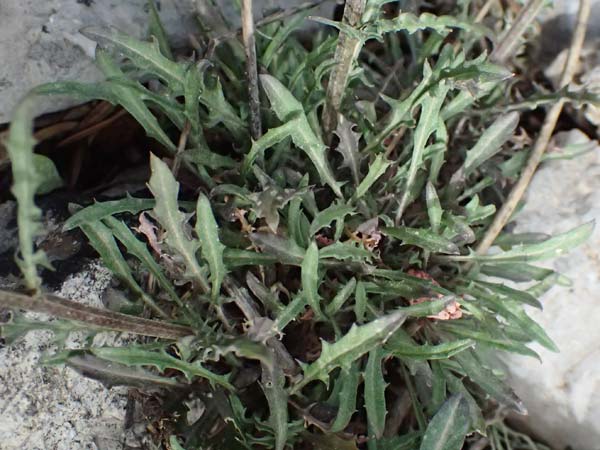 Erysimum pectinatum \ Kammartiger Sch�terich / Comb-Like Treacle Mustard, GR Peloponnes, Mt. Kyllini, Ziria 21.5.2024