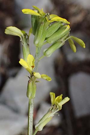 Erysimum pectinatum \ Kammartiger Sch�terich / Comb-Like Treacle Mustard, GR Peloponnes, Mt. Kyllini, Ziria 21.5.2024