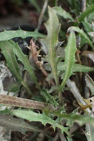 Erysimum pectinatum \ Kammartiger Sch�terich / Comb-Like Treacle Mustard, GR Peloponnes, Mt. Kyllini, Ziria 21.5.2024