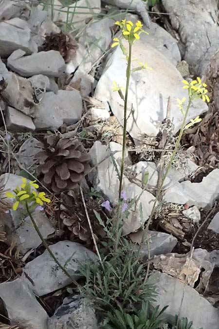 Erysimum pectinatum \ Kammartiger Sch�terich / Comb-Like Treacle Mustard, GR Peloponnes, Mt. Kyllini, Ziria 21.5.2024