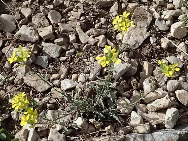 Erysimum pectinatum \ Kammartiger Sch�terich / Comb-Like Treacle Mustard, GR Peloponnes, Mt. Kyllini, Ziria 21.5.2024