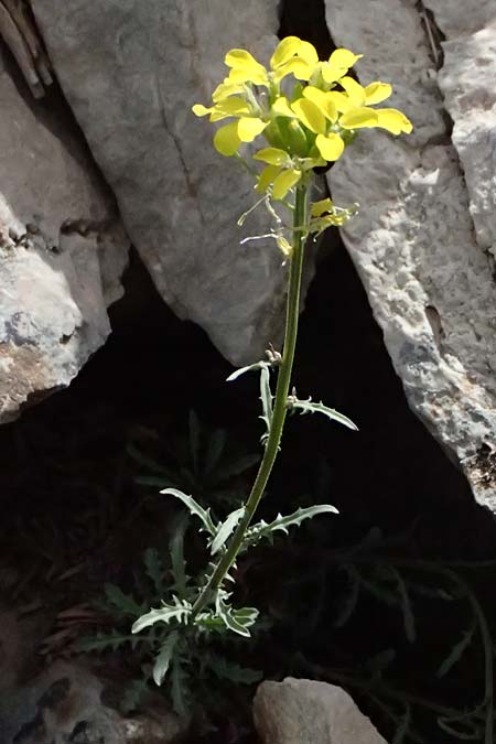 Erysimum pectinatum \ Kammartiger Sch�terich / Comb-Like Treacle Mustard, GR Peloponnes, Mt. Kyllini, Ziria 21.5.2024